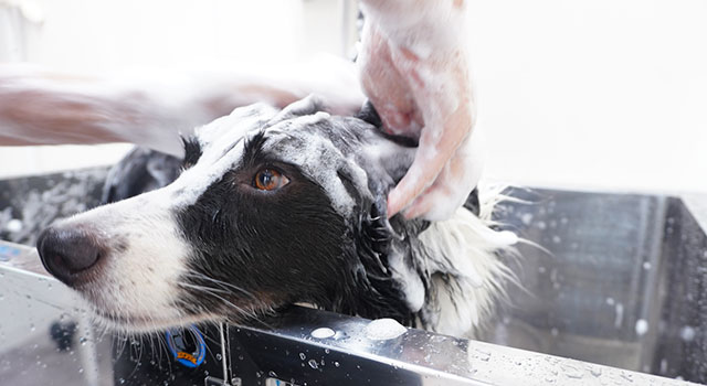 シャンプーされている犬