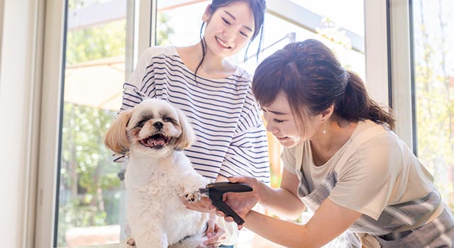 トリミングされている犬